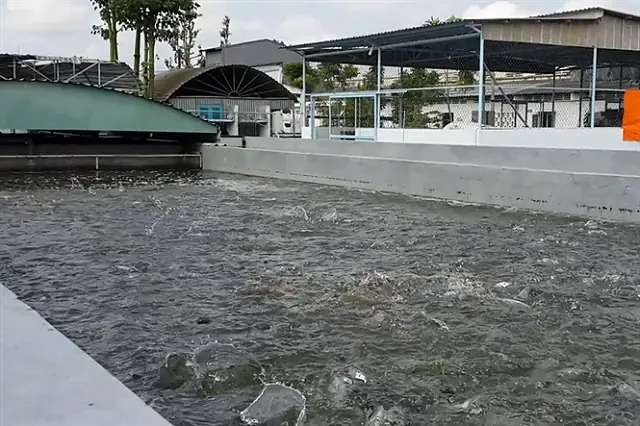 Nuôi Cá Nước Ngọt Trong Bể Xi Măng: Hướng Dẫn Toàn Tập Cho Người Mới Bắt Đầu