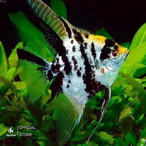 Cá Ông Tiên Nuôi Có Khó Không? Ăn Gì? Cẩm Nang Dành Cho Người Mới