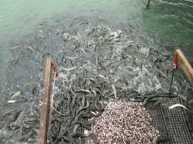 Quy Trình Kỹ Thuật Nuôi Cá Quả (cá Lóc) - Trại Cá Giống Tấn Dũng ... Quy Trình Kỹ Thuật Nuôi Cá Quả (cá Lóc) - Trại Cá Giống Tấn Dũng ...