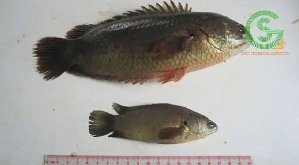 Đặc Điểm Sinh Học Của Cá Rô Đầu Vuông Đặc Điểm Sinh Học Của Cá Rô Đầu Vuông