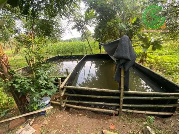 Ưu Điểm Nuôi Cá Rô Đầu Vuông Trong Bể Lót Bạt Ưu Điểm Nuôi Cá Rô Đầu Vuông Trong Bể Lót Bạt