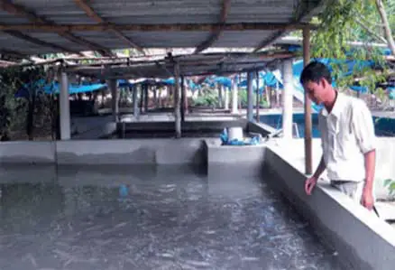 Hướng Dẫn Chi Tiết Nuôi Cá Rô Đầu Vuông Trong Bể Xi Măng