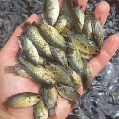 Hướng Dẫn Chi Tiết Nuôi Cá Rô Đầu Vuông Trong Bể Xi Măng