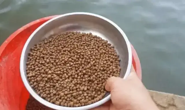 Thức Ăn Của Cá Rô Đồng: Phân Tích Chi Tiết Về Chế Độ Dinh Dưỡng Tự ...