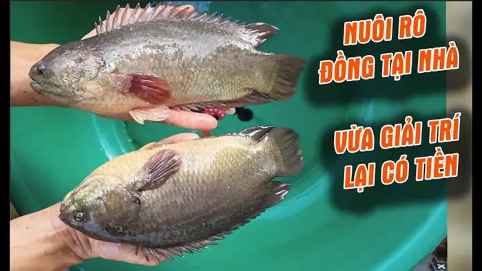 Phương Pháp Nuôi Cá Rô Đồng Trong Hệ Thống Bể Bạt