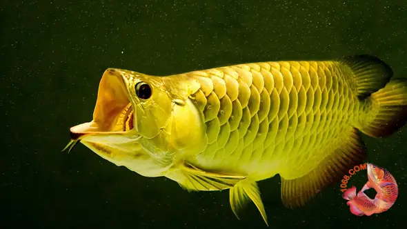 Nuôi Cá Rồng Dễ Hay Khó? Cẩm Nang Chi Tiết Từ A-z Cho Người Mới Bắt Đầu