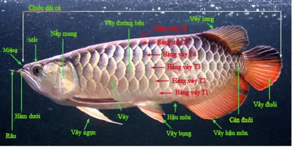 Nuôi Cá Rồng Dễ Hay Khó? Cái Nhìn Tổng Quan