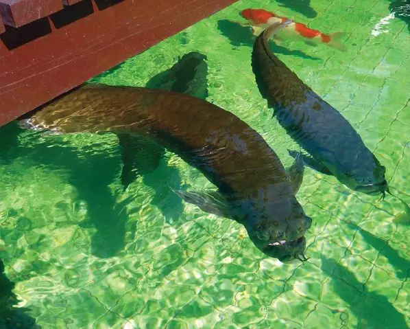 Ho-ca-rong-ngoai-troi