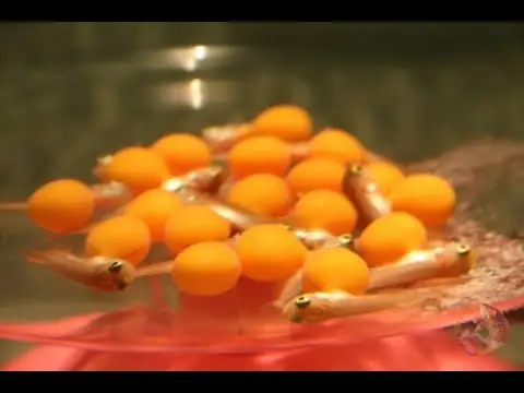 Những Điều Lưu Ý Khi Nuôi Cá Rồng Sinh Sản: