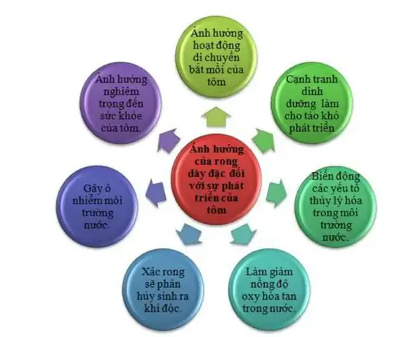 Tác Hại Của Rong Trong Việc Nuôi Tôm