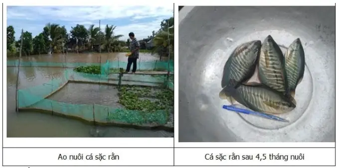 Nuôi Cá Sặc Bổi