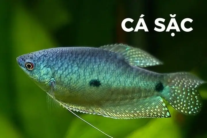 Cá Sặc Là Cá Gì? Các Món Đặc Sản Thơm Ngon Chế Biến Từ Cá Sặc