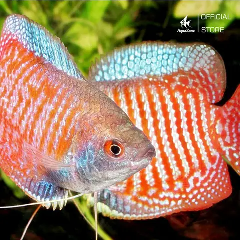 Đặc Điểm Của Cá Sặc Gấm