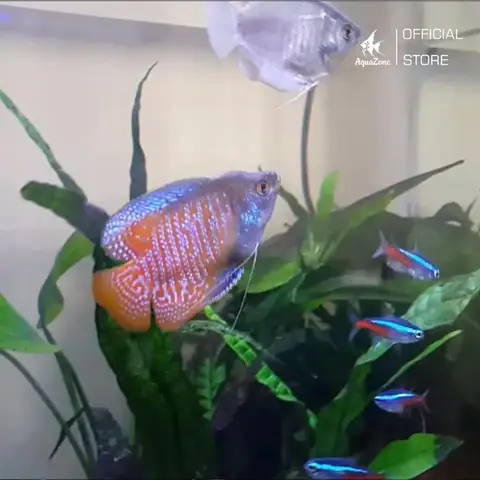 Chọn Bể Cá Kích Thước Phù Hợp