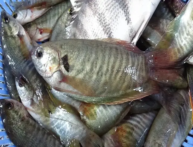 Cách Nuôi Cá Sặc Rằn Trong Bể Xi Măng Hiệu Quả Bất Ngờ