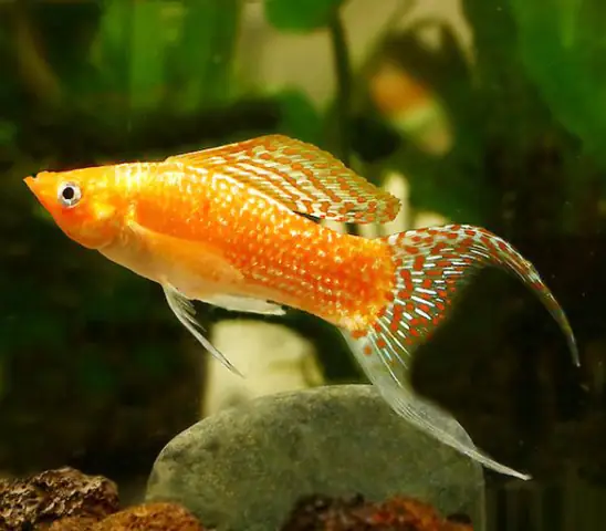 Kỹ Thuật Và Cách Nuôi Cá Koi Sinh Sản Thành Công Cho Người Mới