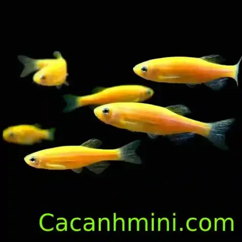 Chuẩn Bị Bể Và Môi Trường Ép Đẻ Cho Cá Sọc Ngựa