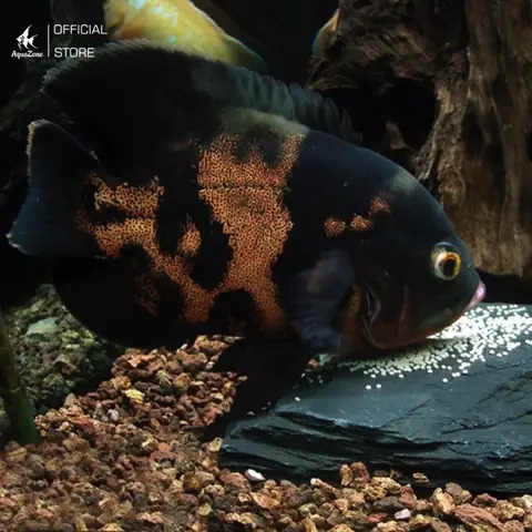 Cung Cấp Chế Độ Dinh Dưỡng Đa Dạng