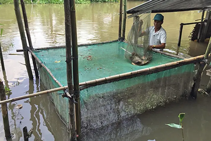 Thu Nhập Cao Từ Mô Hình Nuôi Cá Tai Tượng Trong Vèo Thu Nhập Cao Từ Mô Hình Nuôi Cá Tai Tượng Trong Vèo