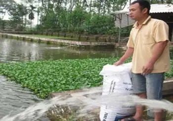 Sóc Trăng: Nuôi Cá Tai Tượng Cho Lợi Nhuận Cao – Tạp Chí Thủy Sản ... Sóc Trăng: Nuôi Cá Tai Tượng Cho Lợi Nhuận Cao – Tạp Chí Thủy Sản ...