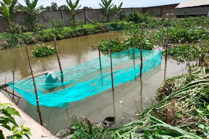 Sự Thật Nuôi Cá Trong “vèo”, Lãi Hơn 300 Triệu Đồng/năm Sự Thật Nuôi Cá Trong “vèo”, Lãi Hơn 300 Triệu Đồng/năm