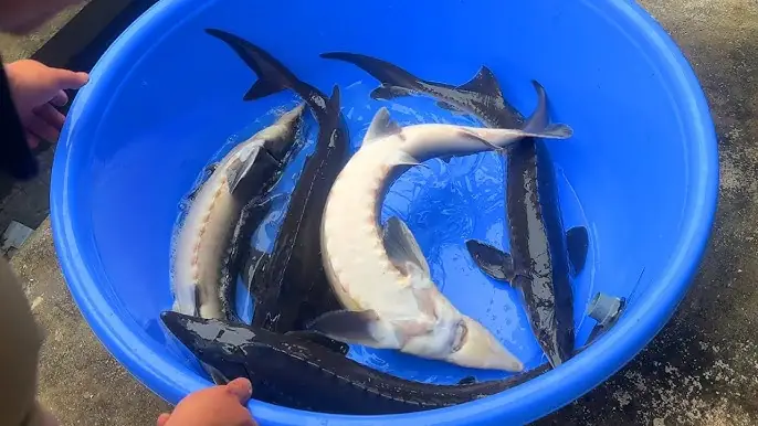 Nuôi Cá Tầm Làm Cảnh: Kinh Nghiệm Từ A-z Cho Người Mới Bắt Đầu