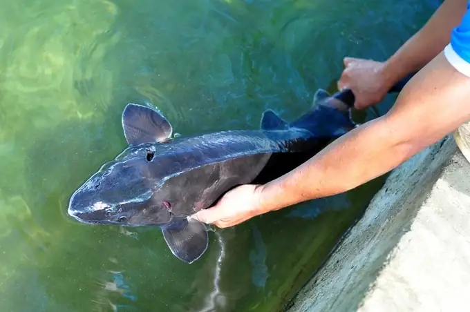 Tiến Bộ Kỹ Thuật Nuôi Cá Tầm