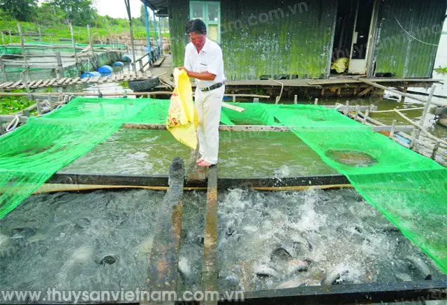 Các Loại Thức Ăn Công Nghiệp Cho Cá Thát Lát Các Loại Thức Ăn Công Nghiệp Cho Cá Thát Lát