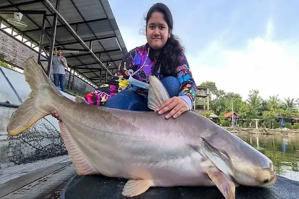 Tại Sao Nên Mua Cá Tra Dầu Tại Bản Lào Thái Mart?