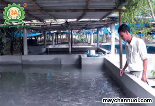 Mô Hình Nuôi Cá Trê Trong Bể Xi Măng Mô Hình Nuôi Cá Trê Trong Bể Xi Măng