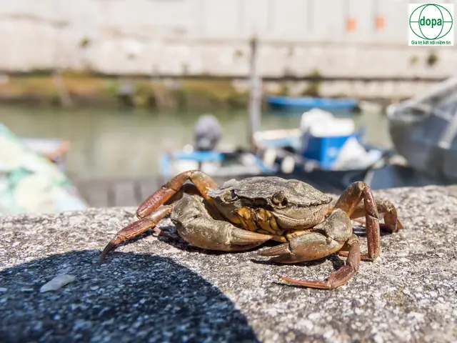 Nuôi Cá Trắm Cỏ Trong Bể Xi Măng Nuôi Cá Trắm Cỏ Trong Bể Xi Măng