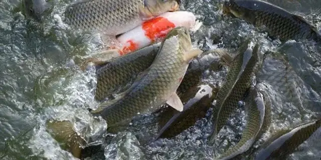 Nuôi Cá Trắm Đen Trong Bể: Hướng Dẫn Chi Tiết Từ A Đến Z