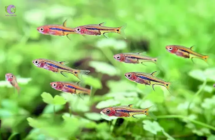 Boraras Merah (cá Trâm Đỏ) Boraras Merah (cá Trâm Đỏ)