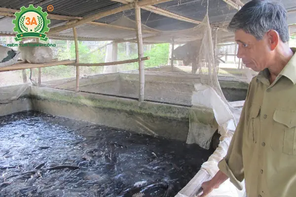 Kỹ Thuật Nuôi Cá Trê Lai Đạt Năng Suất Cao Cho Người Mới Bắt Đầu