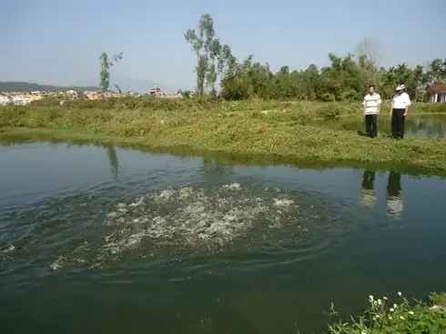 Không Đến Tận Ao Nuôi Cá Trê Lai Của Bà Con Thôn Phú Sơn 2, Xã Hoà Khương, Huyện Hoà Vang (đà Nẵng) Thật Khó Tin Về Nguồn Thu Hơn 100 Triệu Đồng/sào Ao (500 M2).