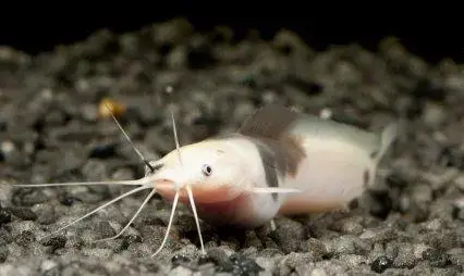 Các Loài Cá Trê Phổ Biến Được Nuôi Làm Cảnh