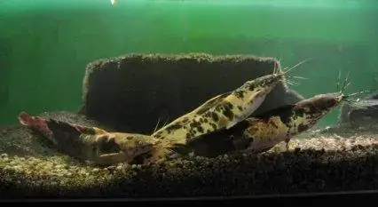 Tại Sao Cá Trê Lại Trở Thành Lựa Chọn Thú Vị Cho Hồ Cá Cảnh?