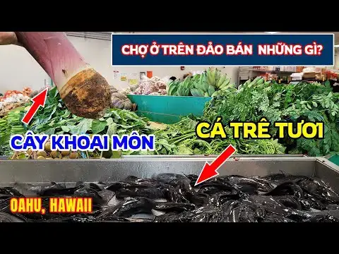 Mô Hình Nuôi Cá Trê Trong Chậu: Lợi Ích Và Tiềm Năng Phát Triển