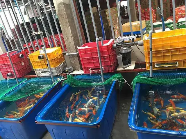 Điều Kiện Môi Trường Nuôi: Yếu Tố Sống Còn Cho Cá Trê