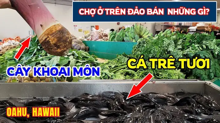 Chế Độ Dinh Dưỡng Và Chăm Sóc Toàn Diện Cho Cá Trê Trong Chậu