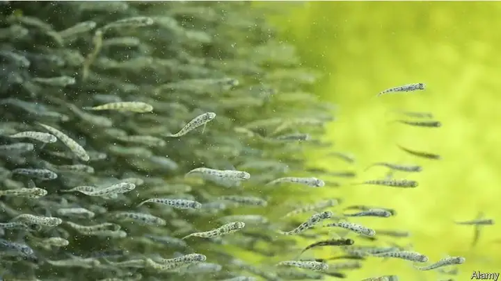 Tương Lai Của Nghề Nuôi Cá Là Ở... Trên Cạn - Ảnh 1.