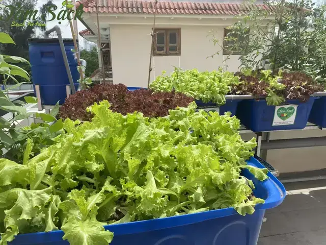 Những Thách Thức Cần Vượt Qua Khi Nuôi Cá Trên Tầng Thượng Những Thách Thức Cần Vượt Qua Khi Nuôi Cá Trên Tầng Thượng