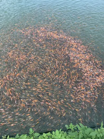 Hướng Dẫn Kỹ Thuật Ương Nuôi Cá Chép Koi Trong Ao Đất Hướng Dẫn Kỹ Thuật Ương Nuôi Cá Chép Koi Trong Ao Đất