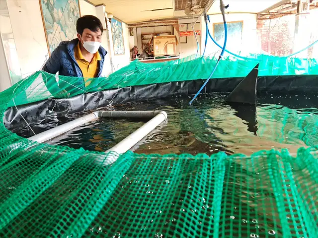 Nuôi Cá Trong Bể Lọc Nước Tuần Hoàn Nuôi Cá Trong Bể Lọc Nước Tuần Hoàn