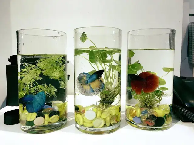 Xử Lý Nước Trước Khi Nuôi Cá Xử Lý Nước Trước Khi Nuôi Cá