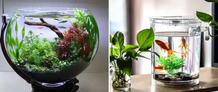 Hướng Dẫn Cách Nuôi Cá Trong Bình Thủy Tinh Nhỏ Đơn Giản Hướng Dẫn Cách Nuôi Cá Trong Bình Thủy Tinh Nhỏ Đơn Giản