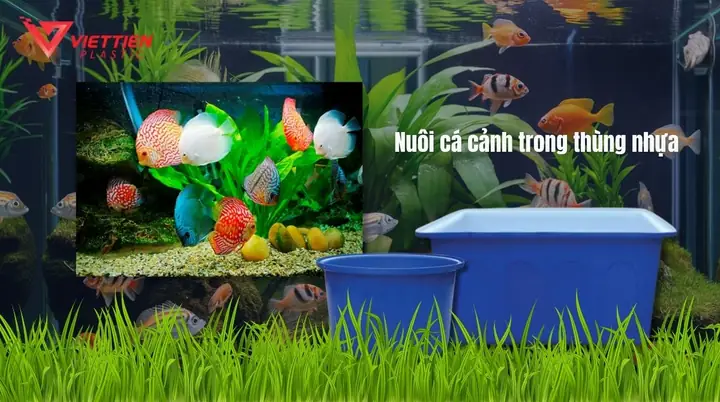 Cách Nuôi Cá Cảnh Trong Thùng Nhựa: Hướng Dẫn Chi Tiết Từ A-z