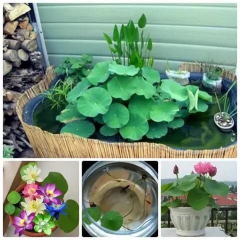 Lựa Chọn Chậu Trồng Sen Nước Nuôi Cá Lựa Chọn Chậu Trồng Sen Nước Nuôi Cá