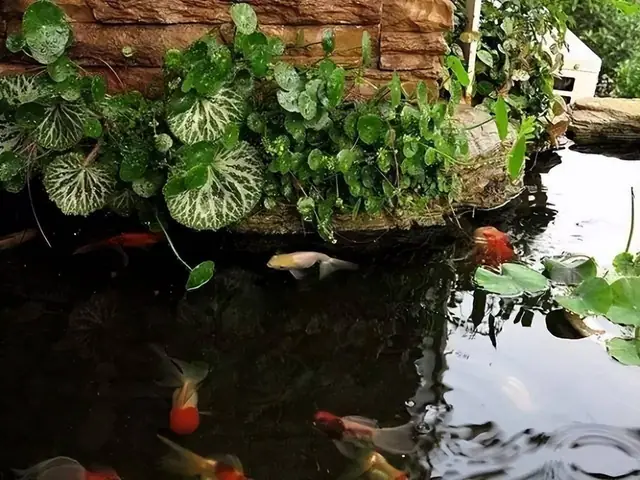 Trên Trồng Cây Cảnh Dưới Nuôi Cá Vàng, Vừa Ngắm Đã Mắt Vừa Đón Điềm Lành, Nhận Tài Lộc - Ảnh 1. Trên Trồng Cây Cảnh Dưới Nuôi Cá Vàng, Vừa Ngắm Đã Mắt Vừa Đón Điềm Lành, Nhận Tài Lộc - Ảnh 1.