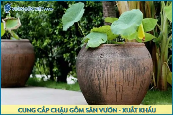 Nuôi Cá Trong Chum: Hướng Dẫn Chi Tiết Từ A-z Cho Người Mới Bắt Đầu Nuôi Cá Trong Chum: Hướng Dẫn Chi Tiết Từ A-z Cho Người Mới Bắt Đầu
